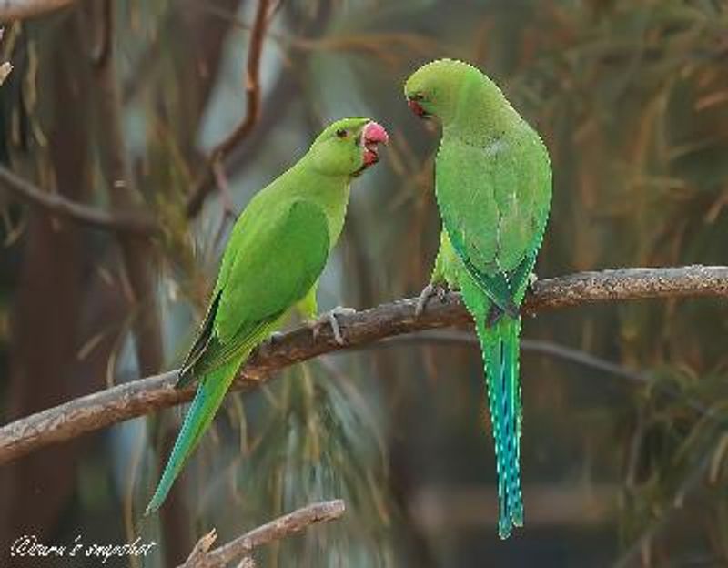 Rose ringed Parakeet