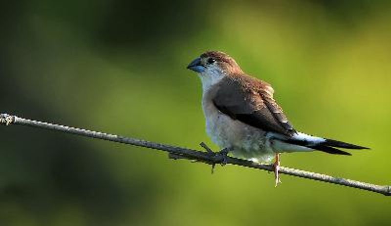 Indian Silverbill