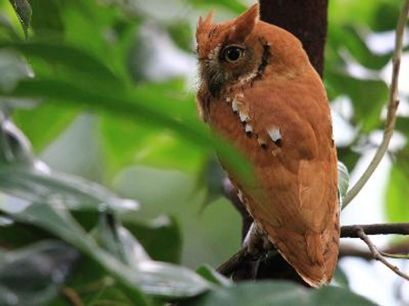 Oriental Scops Owl