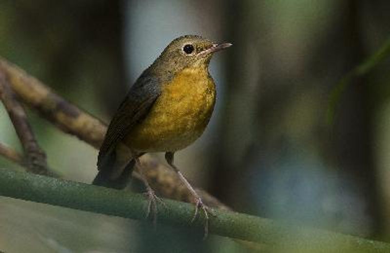 Indian Blue Robin