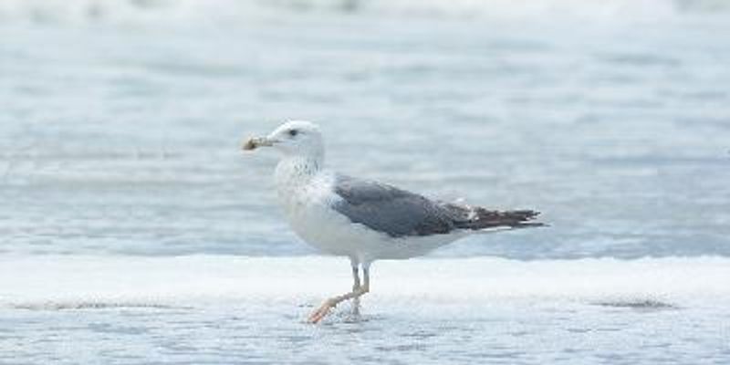 Steppe Gull
