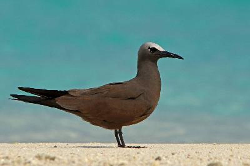 Brown Noddy