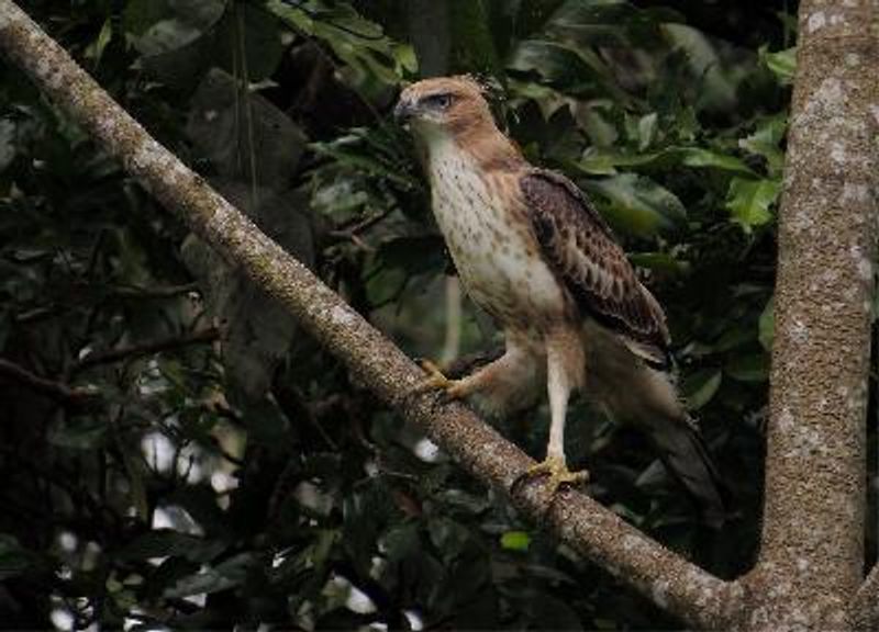 Crested Hawk Eagle