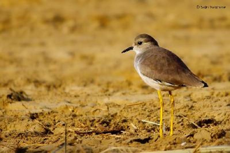 White tailed Lapwing