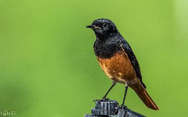 Black Redstart