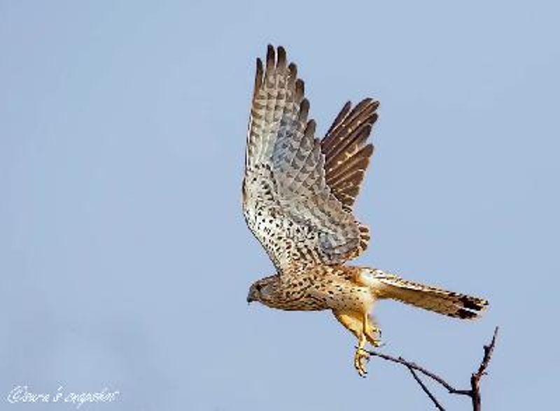 Common Kestrel