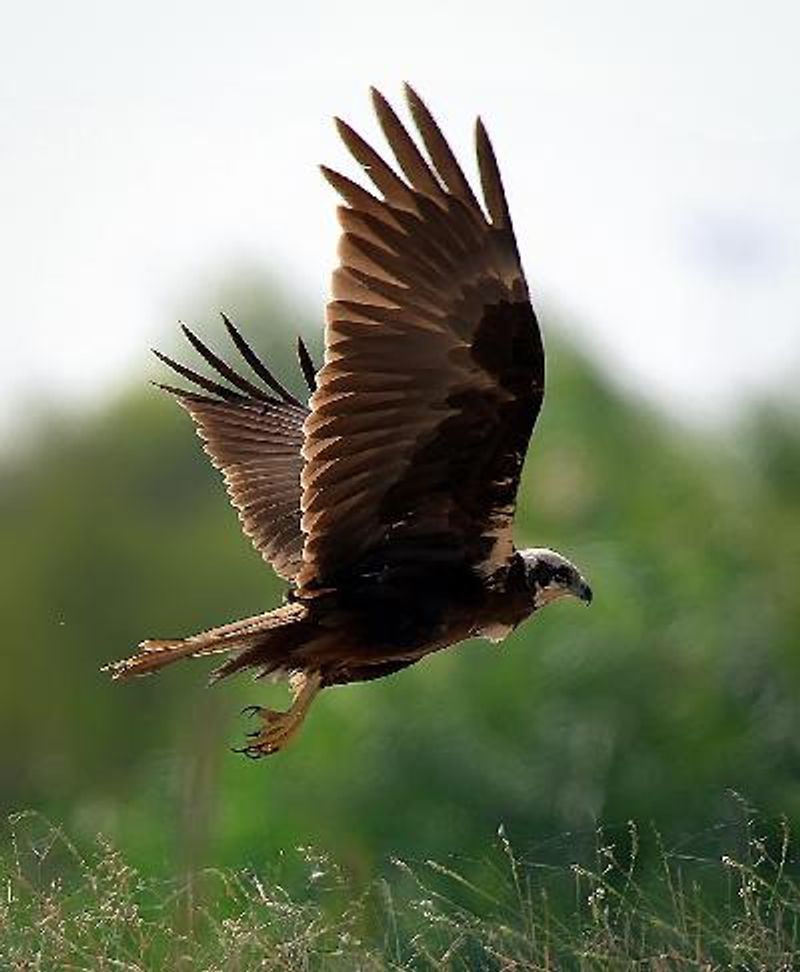 Western Marsh Harrier