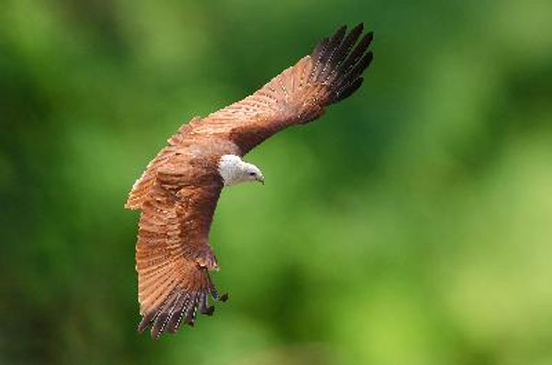 Brahminy Kite