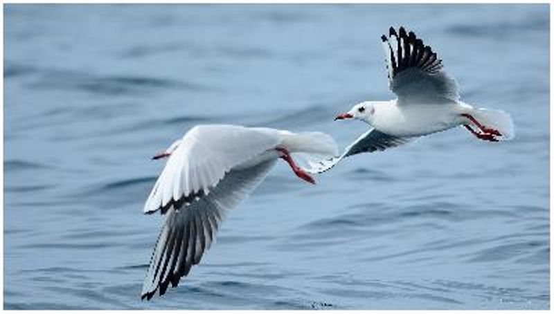 Black headed Gull