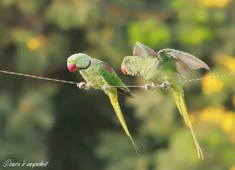 Alexandrine Parakeet