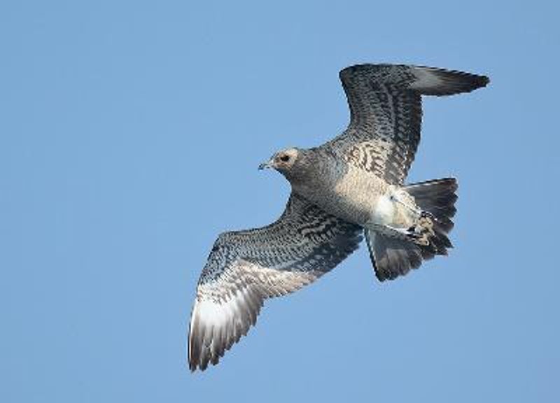 Arctic Skua