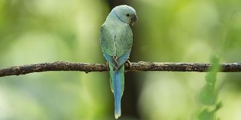 Malabar Parakeet