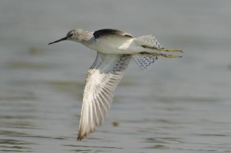 Marsh Sandpiper