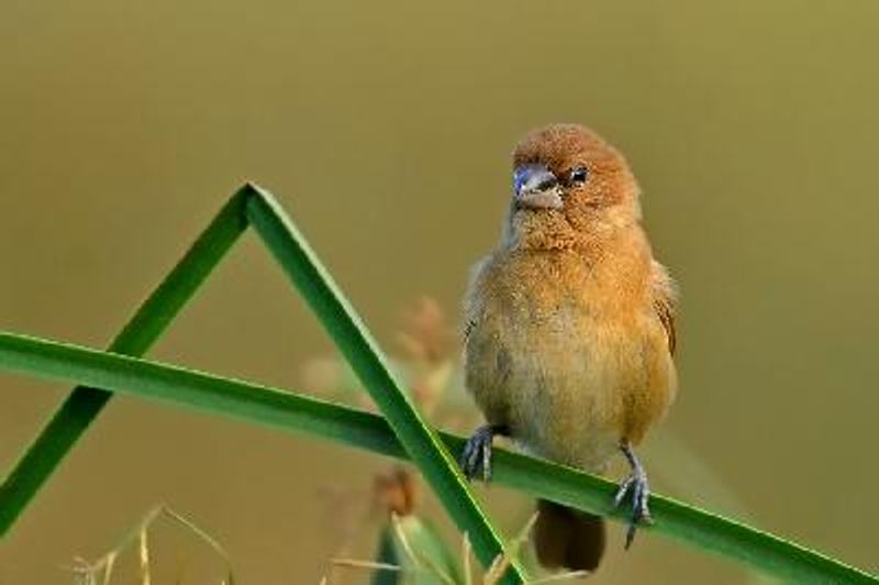 Scaly breasted Munia