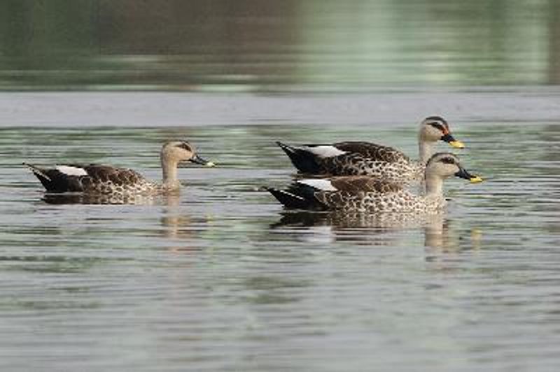 Indian Spot billed Duck