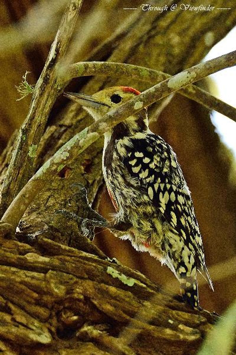 Yellow crowned Woodpecker
