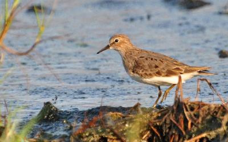 Temminck's Stint