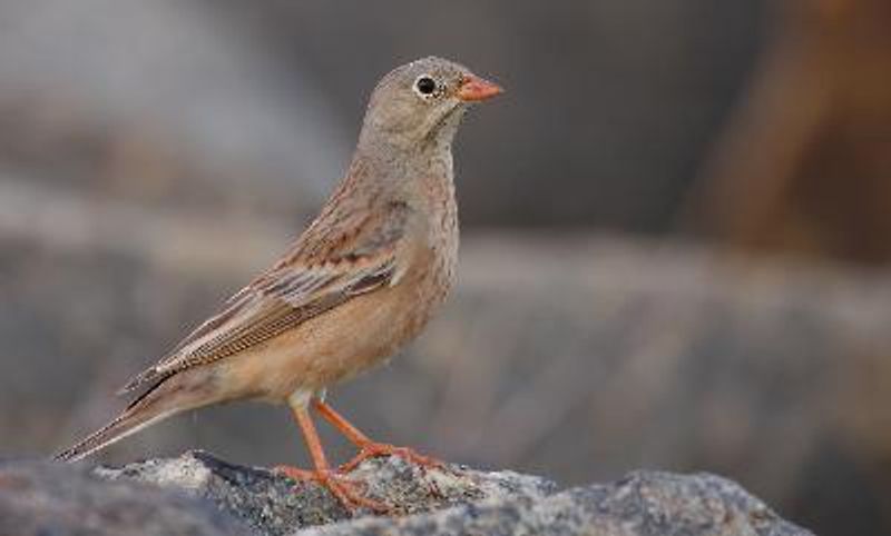 Grey necked Bunting