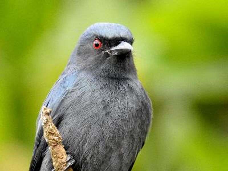 Ashy Drongo