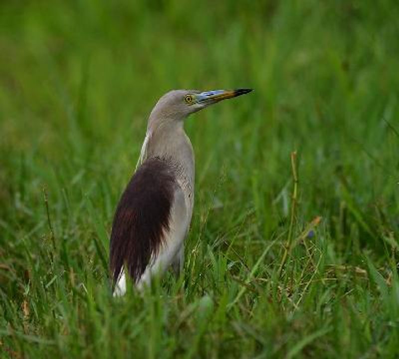 Indian Pond Heron