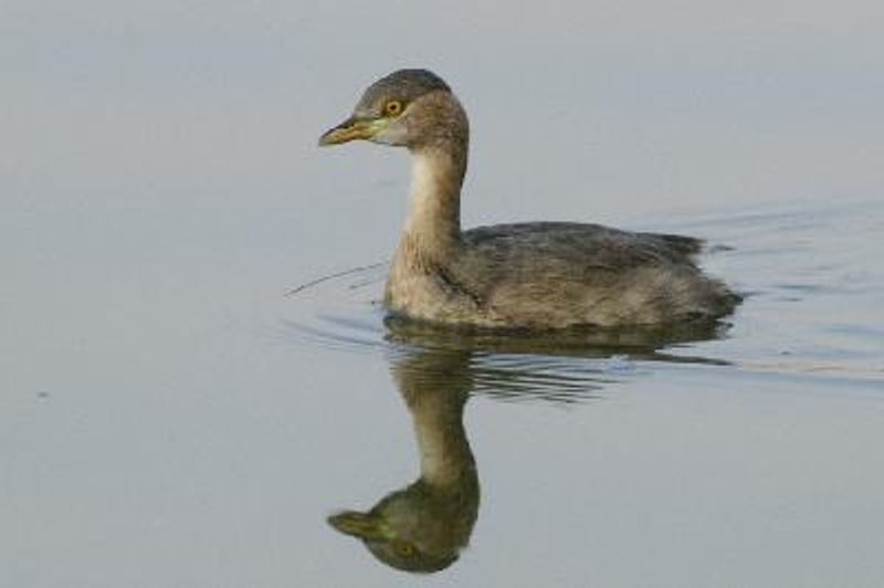 Little Grebe