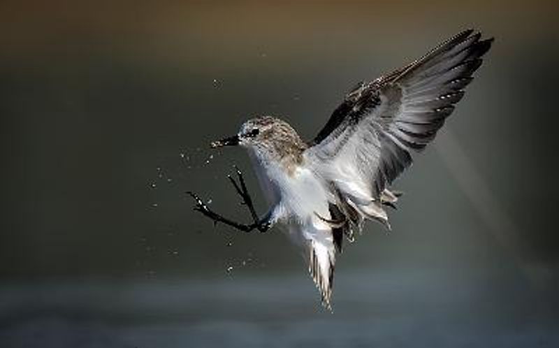 Little Stint