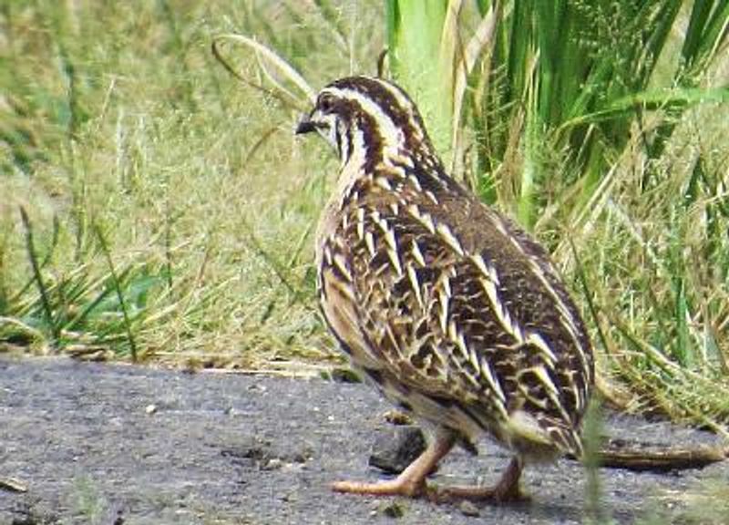 Rain Quail