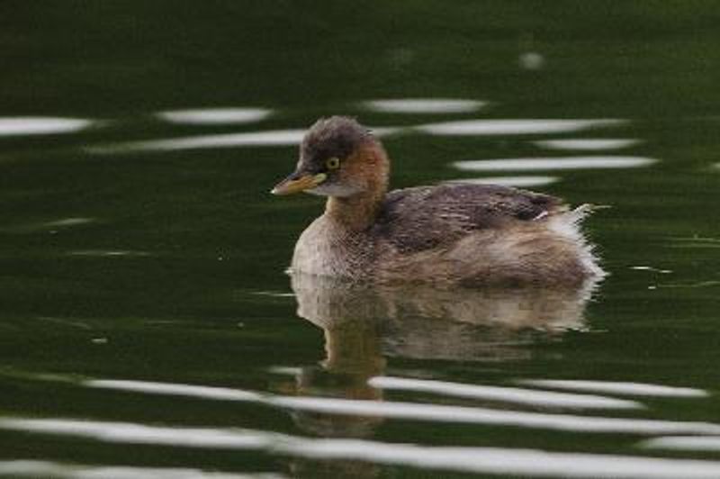 Little Grebe