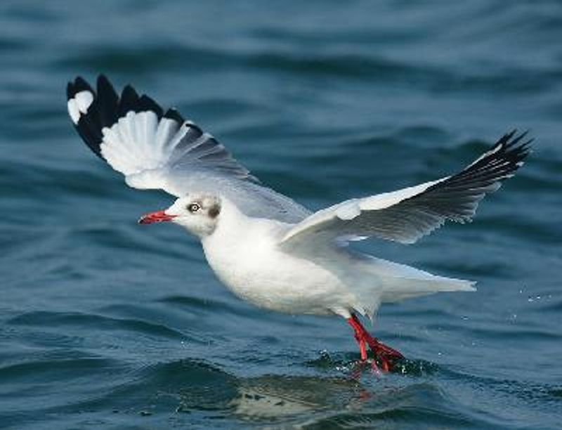 Brown headed Gull