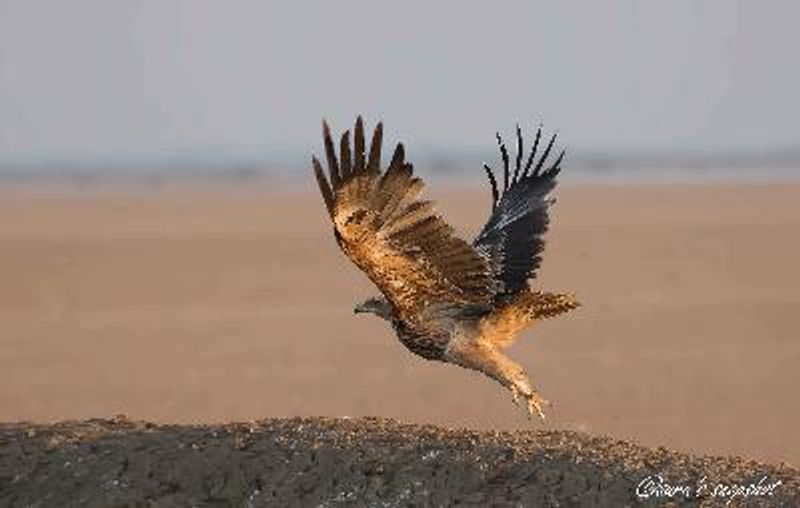 Eastern Imperial Eagle