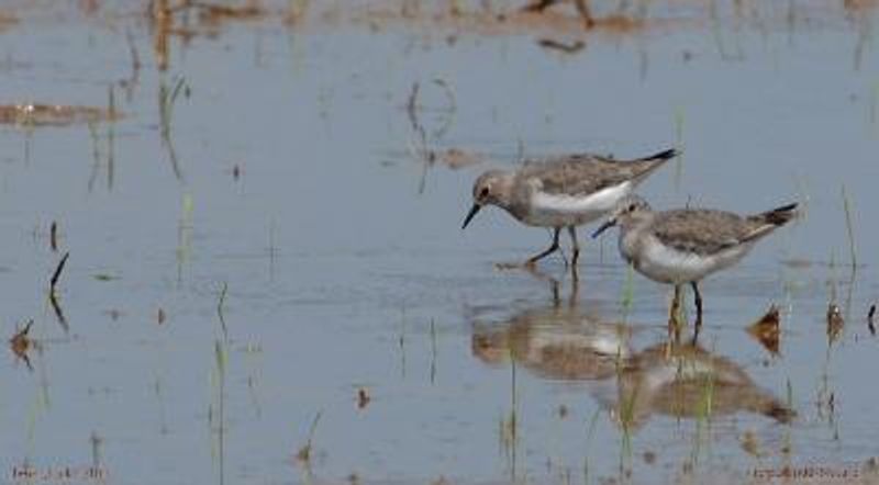 Temminck's Stint
