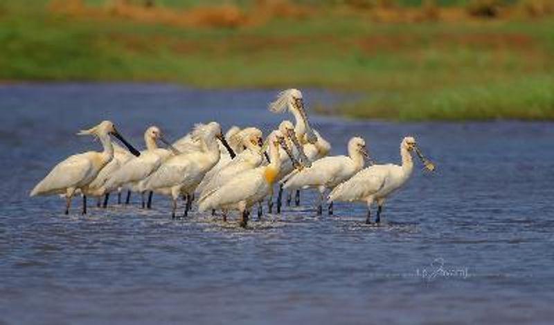 Eurasian Spoonbill