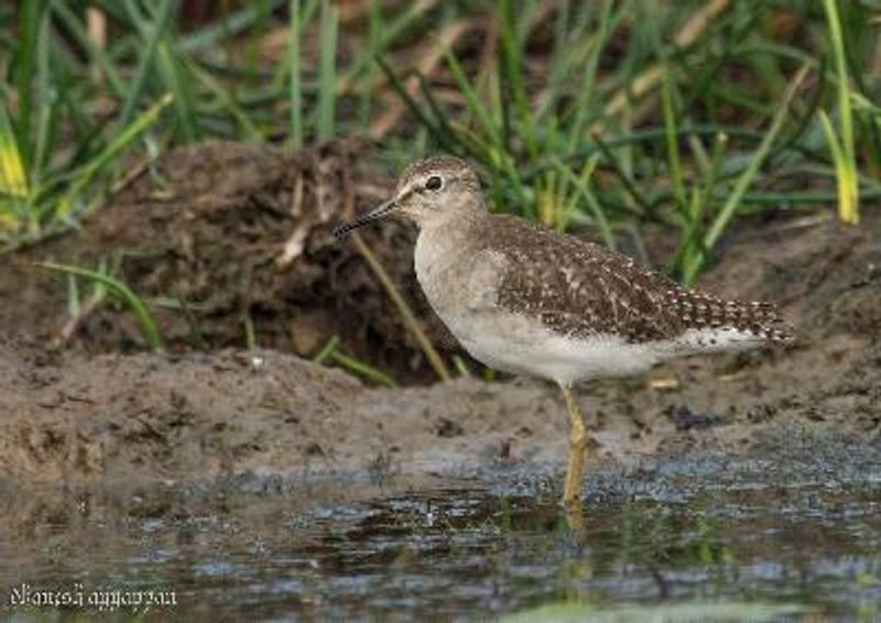 Wood Sandpiper