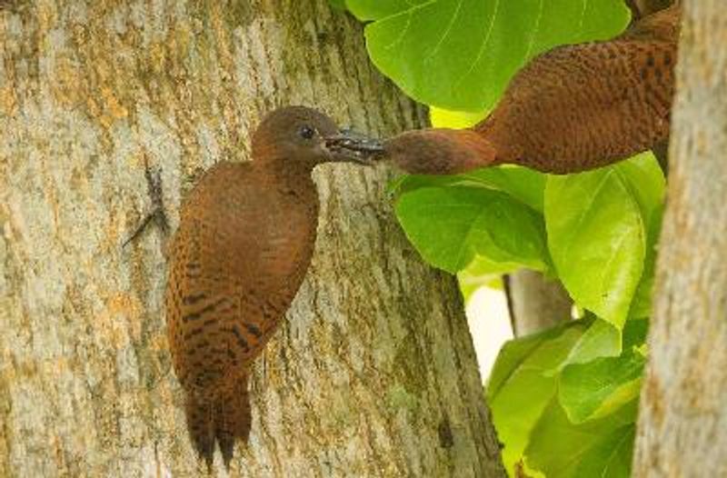 Rufous Woodpecker