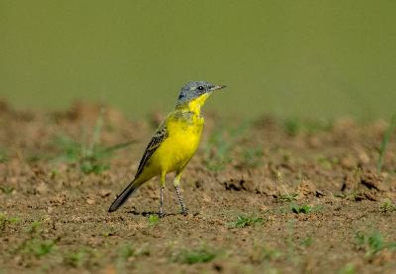 Western Yellow Wagtail