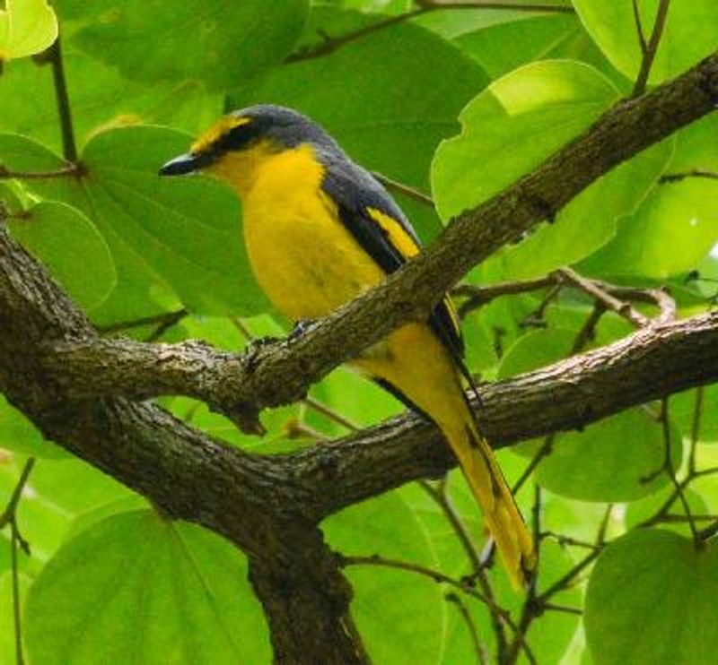 Orange Minivet