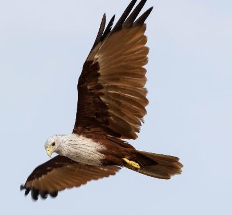 Brahminy Kite