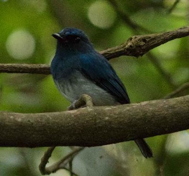 White bellied Blue Flycatcher