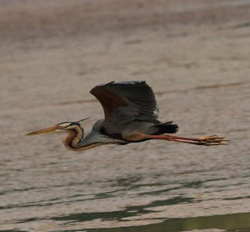 Purple Heron