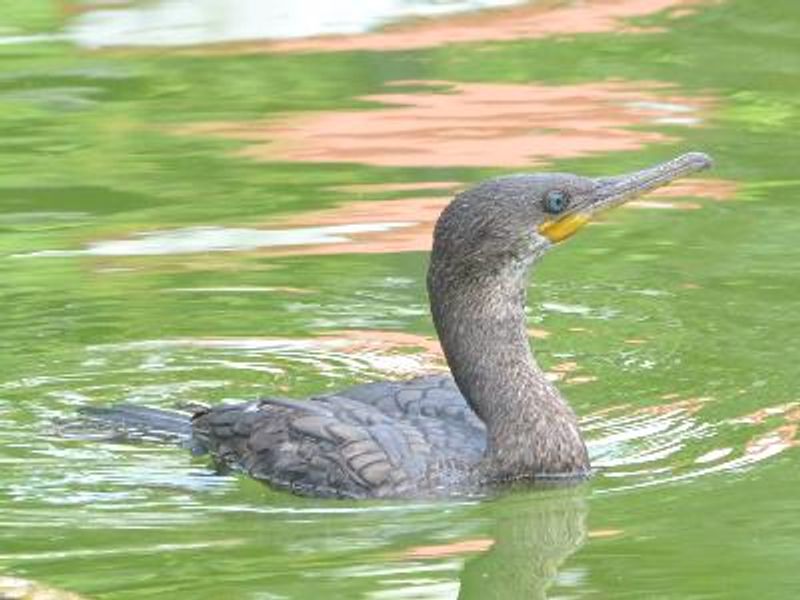 Indian Cormorant