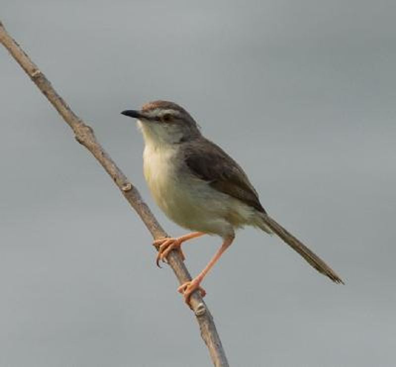 Plain Prinia