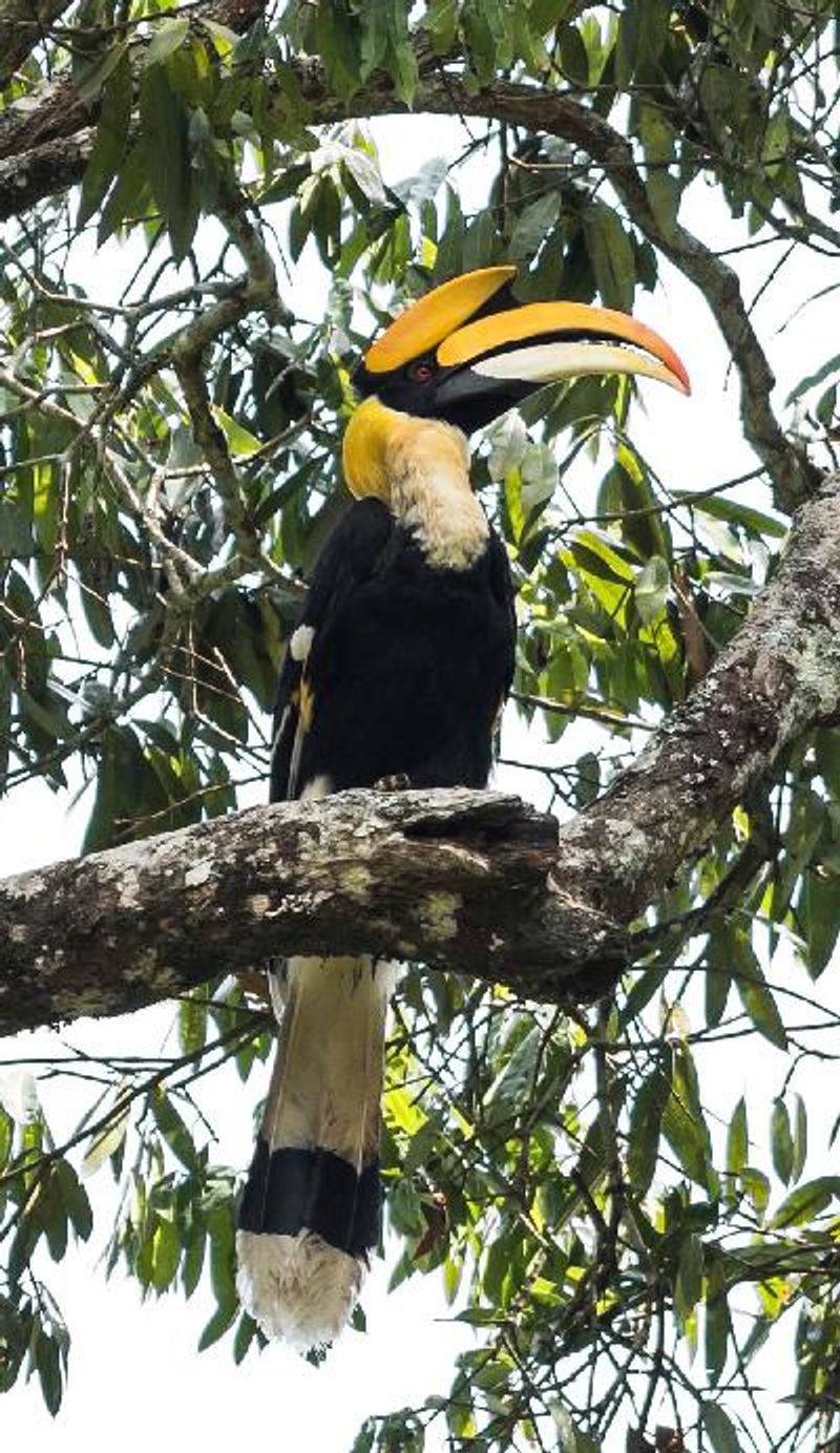 Great Hornbill