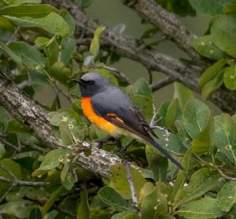 Small Minivet