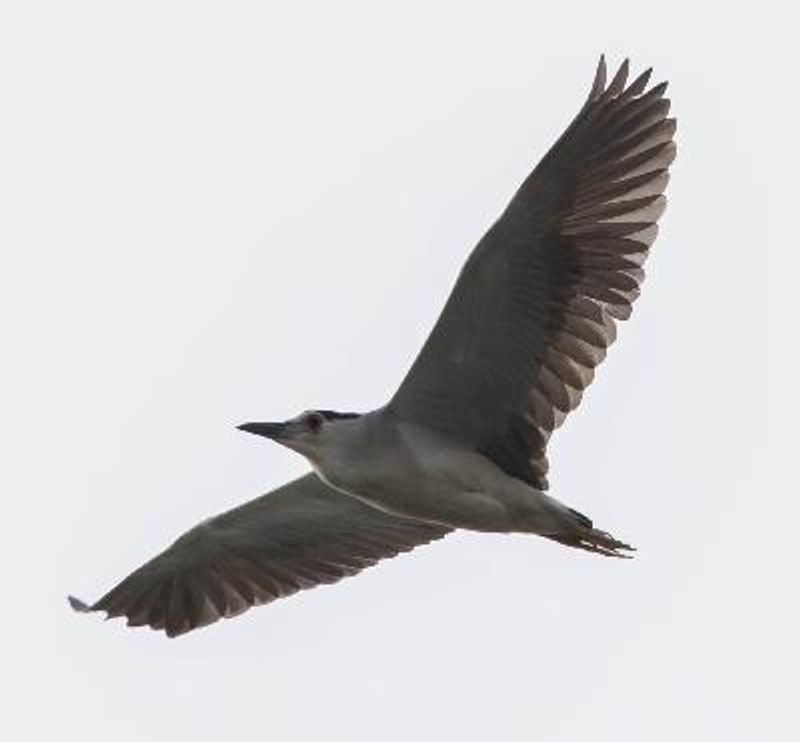 Black crowned Night Heron