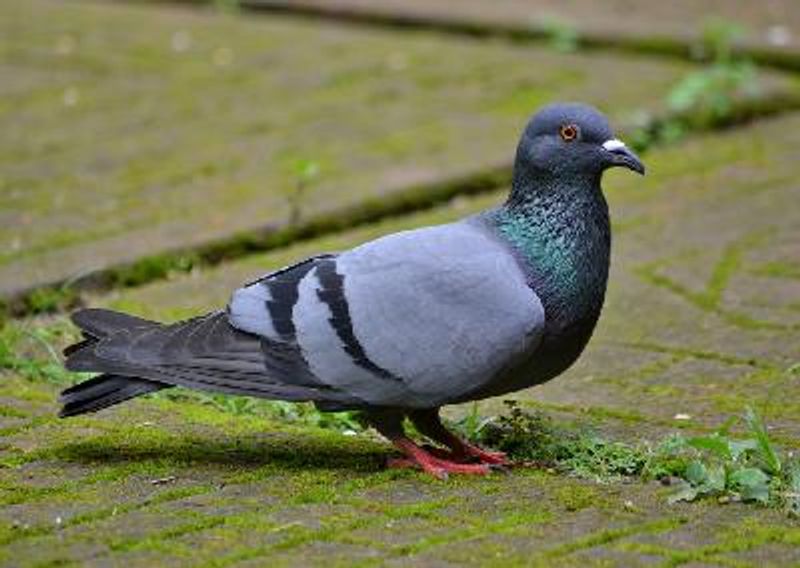 Rock Pigeon