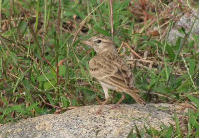 Greater Short toed Lark