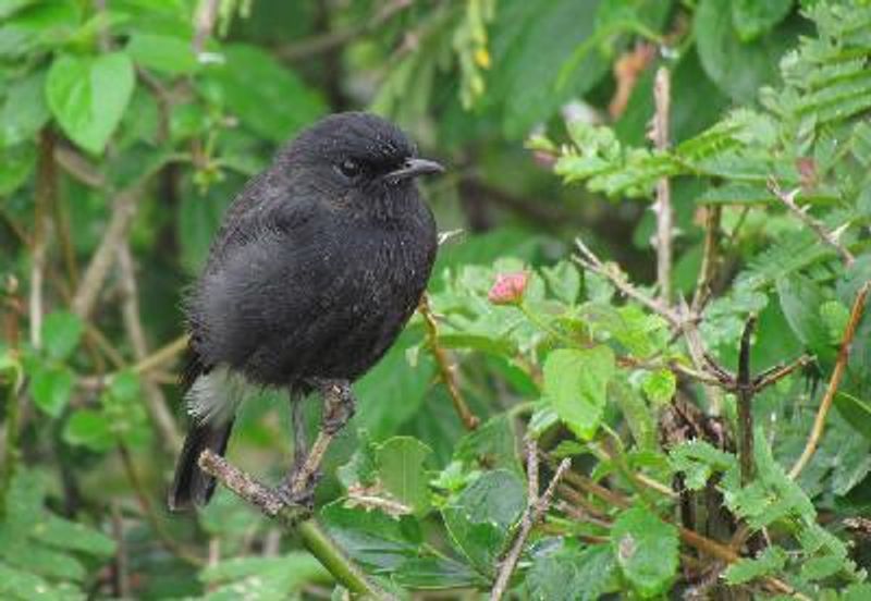 Pied BushChat