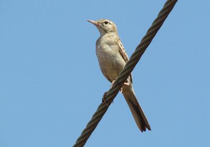 Tawny Pipit