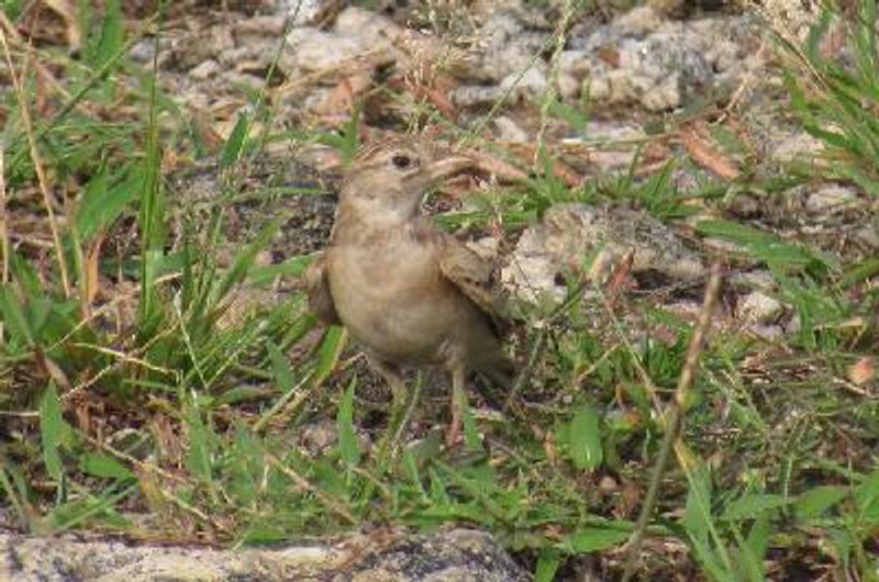 Greater Short toed Lark