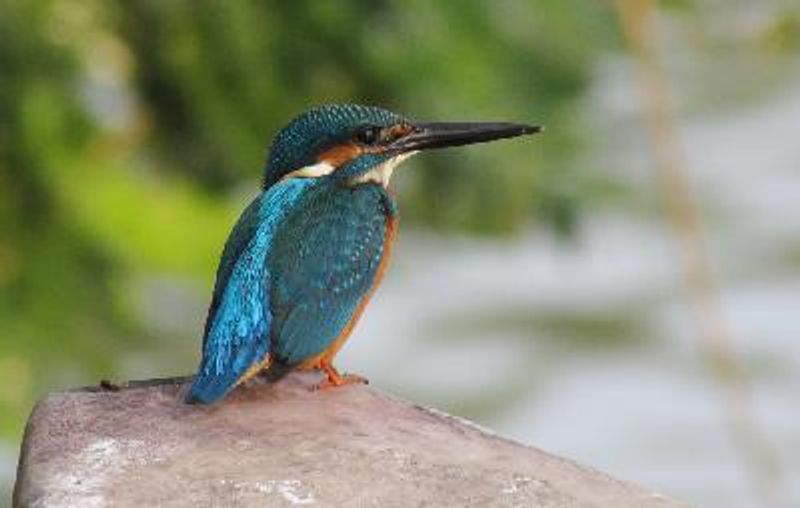 Common Kingfisher